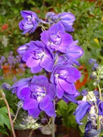 PICT2947.webp