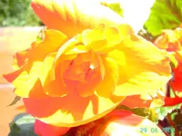 PICT3153.webp