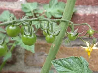 DSCN7062.webp