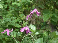 DSCN7072.webp