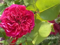 DSCN7080.webp
