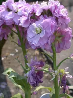 DSCN7093.webp