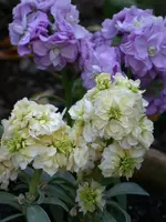 DSCN7097.webp