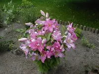 lilie02.webp