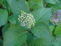PICT2659.webp