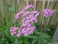 20090629_8789.webp
