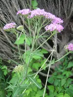 20090629_8791.webp
