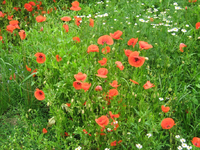 IMG_1969.webp