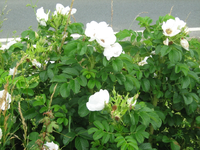 IMG_1974.webp