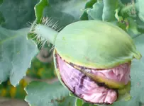 2009-06-26Mohnknospe.webp
