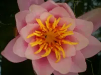 2009-06-28Seerose.webp