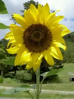 71 015.webp