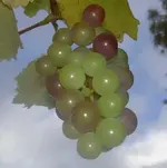 Trauben.webp