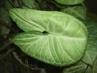 14.4.08 021 v.webp