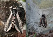 liguster a.JPG