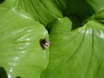 Blatt mit Hummel v.jpg