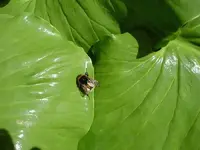 Blatt mit Hummel v.webp