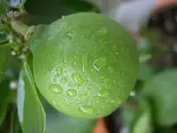 Limone (2) v.webp