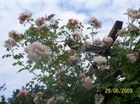 100_1911.webp
