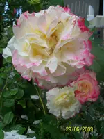 100_1912.webp