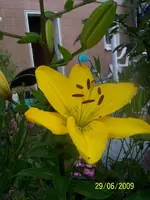 100_1915.webp
