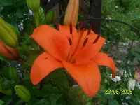 100_1916.webp
