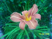100_1917.webp