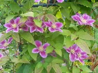 100_1918.webp
