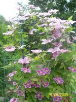 100_1919.webp
