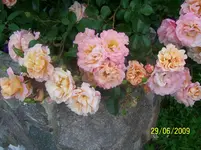 100_1920.webp