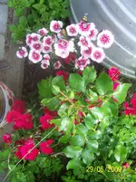 100_1923.webp
