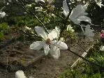 2009 -4 Garten 078.webp
