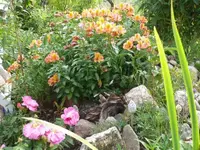 P1070067_600_450.webp