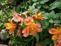 P1070066_600_450.webp