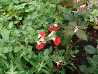 P1070059_600_450.webp