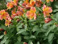 P1070037_600_450.webp