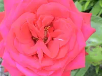 DSC03970.webp