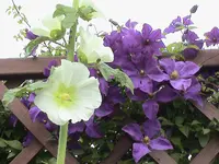 DSC03981.webp