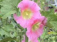 DSC03984.webp