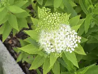 DSC03989.webp