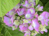 DSC03992.webp