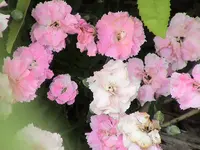 DSC03993.webp
