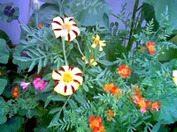 Tagetes.webp