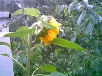 Sonnenblume.webp