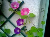 Prunkwinde.webp
