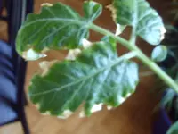 Tomatenpflanze.webp