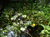 teichende 06 09.webp