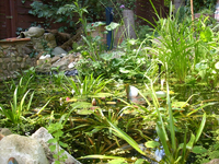 teichende 06 09-2.webp