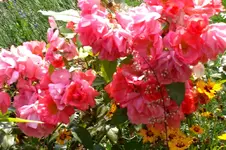 CIMG5624.webp