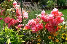 CIMG5625.webp